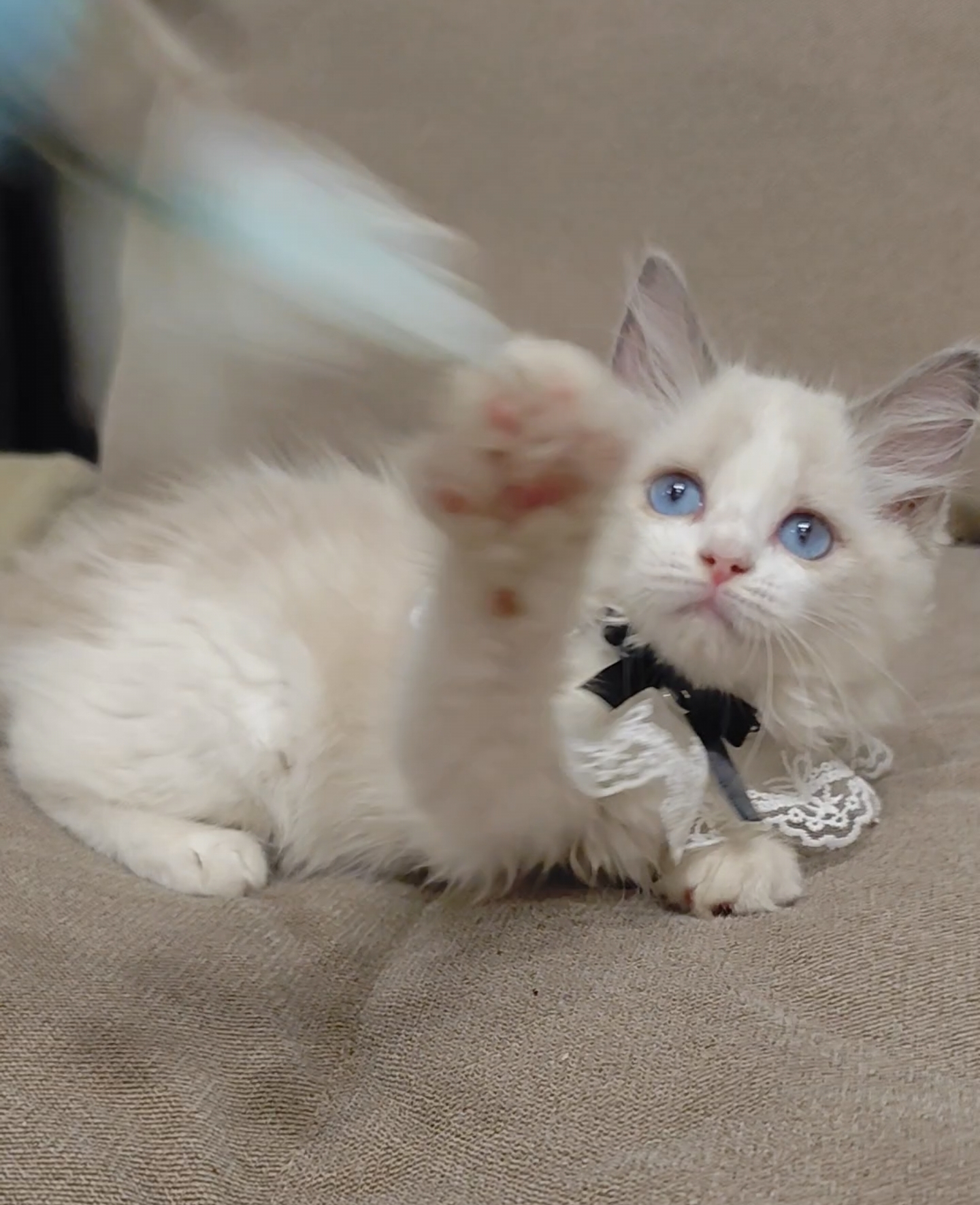 蓝双布偶猫妹妹
